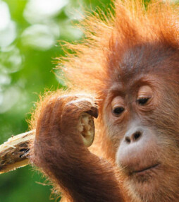 Willie Smits – Borneo Orangutan Survival Foundation