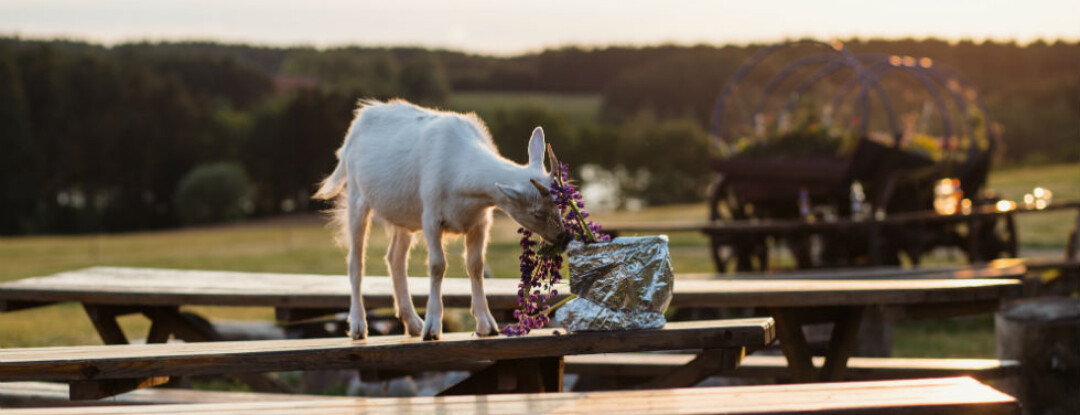 Picknicken op Beeckestijn