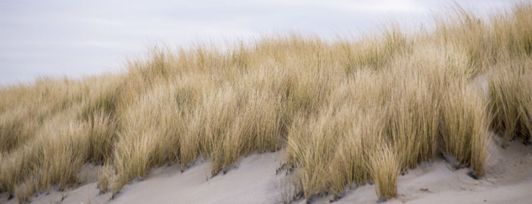 Texel als voorproefje op de Waddenspecial in Zin