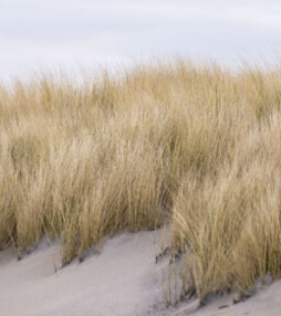 Fietsen op Texel