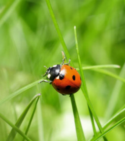 Insecten als avondeten