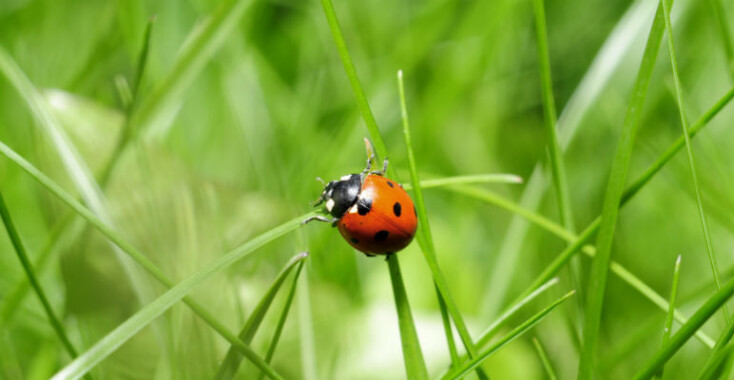 Insecten als avondeten