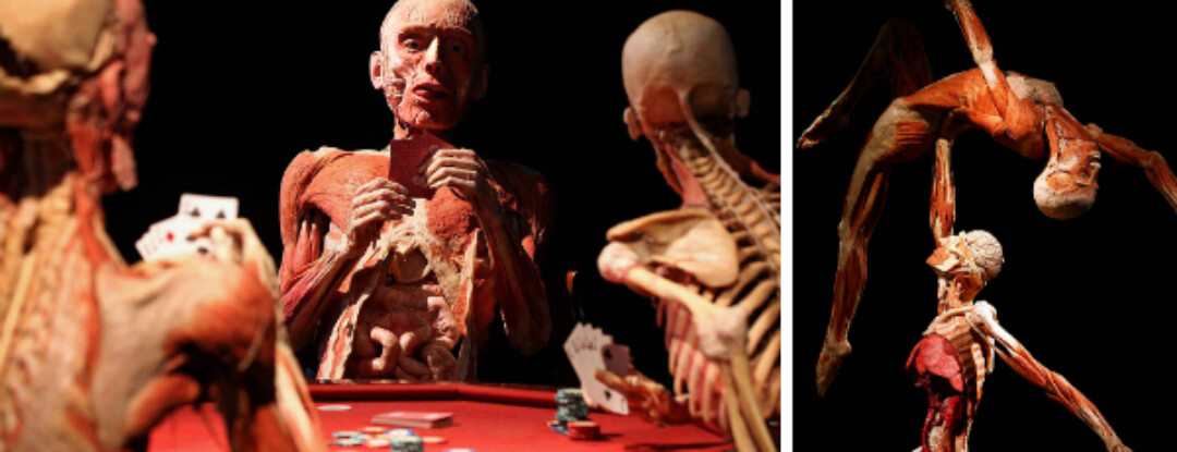 Body Worlds: tentoonstelling onder de huid