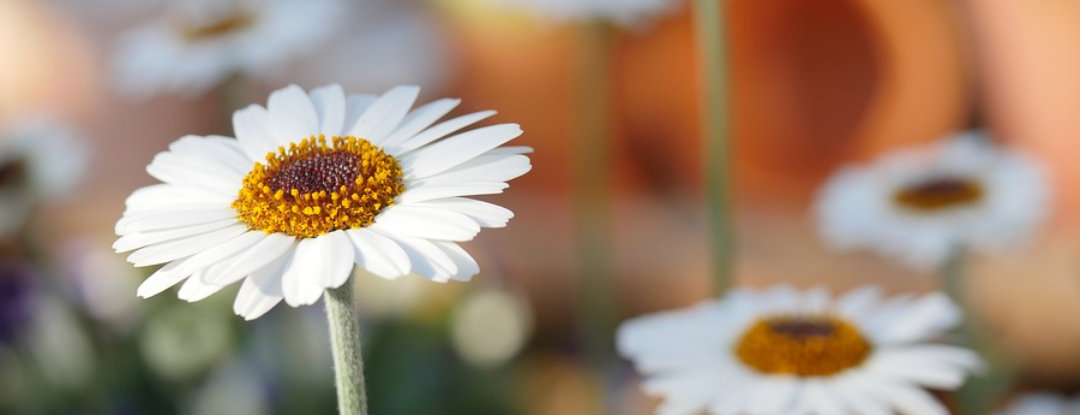 Karin Bloemen – Witte Nar