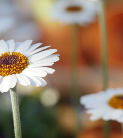 Karin Bloemen – Witte Nar