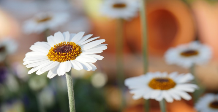 Karin Bloemen – Witte Nar