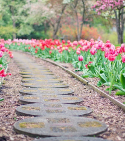 De Hortus Bulborum: Bloemenpracht in Limmen