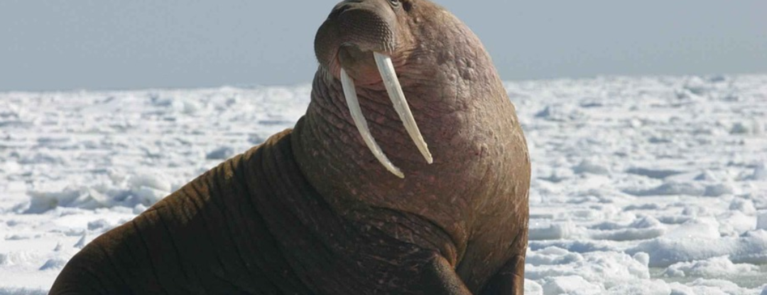 Walrus? Geen Van Gogh