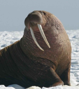 Walrus? Geen Van Gogh