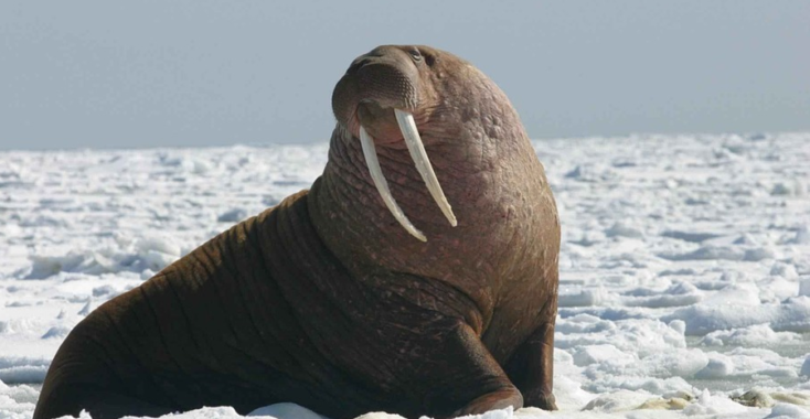 Walrus? Geen Van Gogh