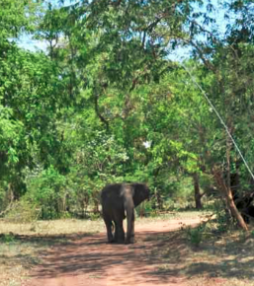 Achtervolgd door een boze olifant…