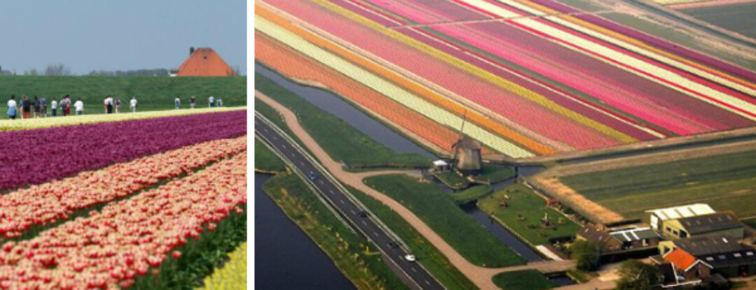 Opfleurend bloemenparadijs