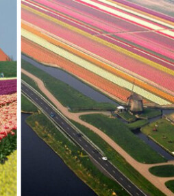 Opfleurend bloemenparadijs