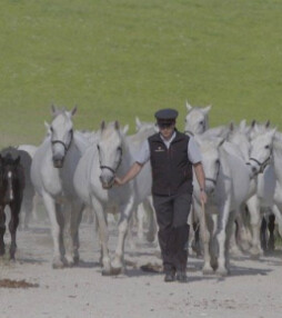 De zoektocht naar het perfecte paard