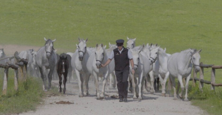 De zoektocht naar het perfecte paard