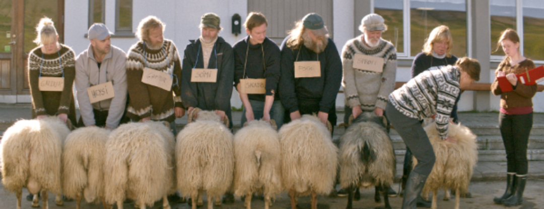 Twee koppige broers en hun schapen