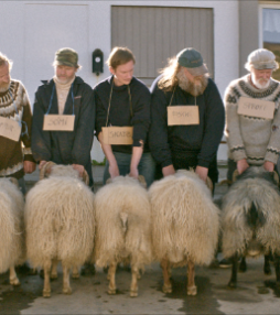 Twee koppige broers en hun schapen