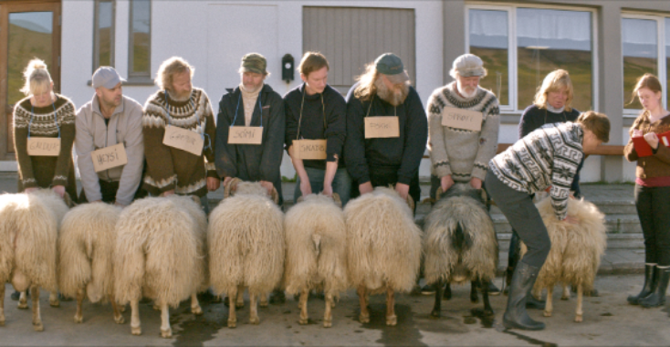 Twee koppige broers en hun schapen