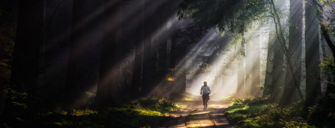 De betovering van het bos