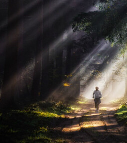 De betovering van het bos