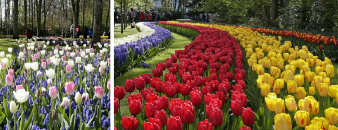 Win kaartjes voor Keukenhof