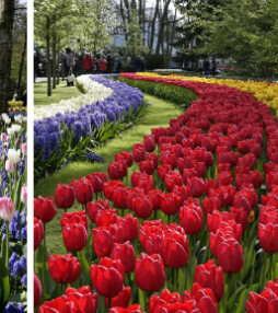 Win kaartjes voor Keukenhof