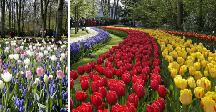 Win kaartjes voor Keukenhof