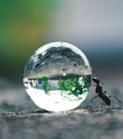 Stilmakende natuurfoto’s