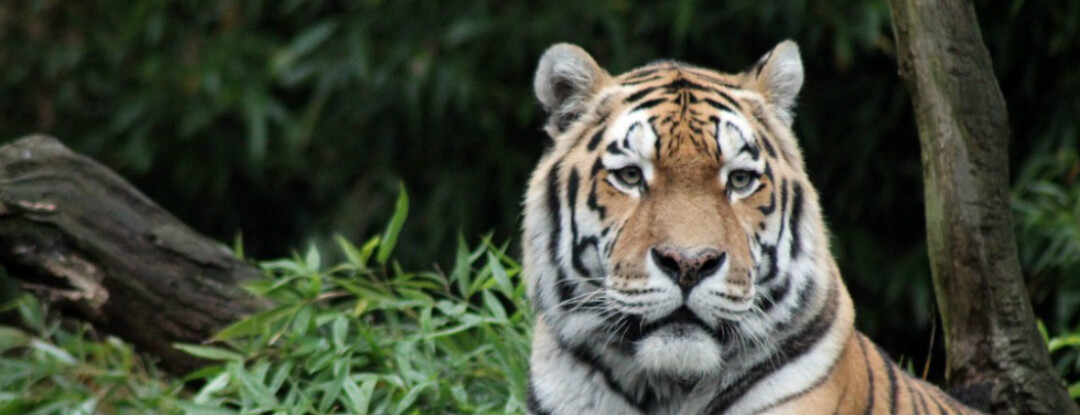 De oude tijger en de lachende aap