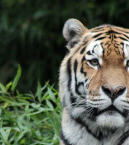 De oude tijger en de lachende aap