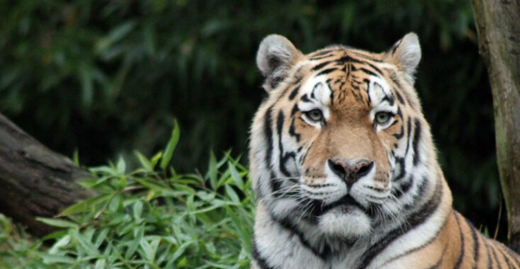 De oude tijger en de lachende aap