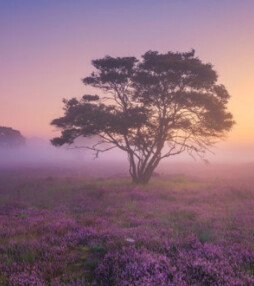 De mooiste foto’s van Nederland