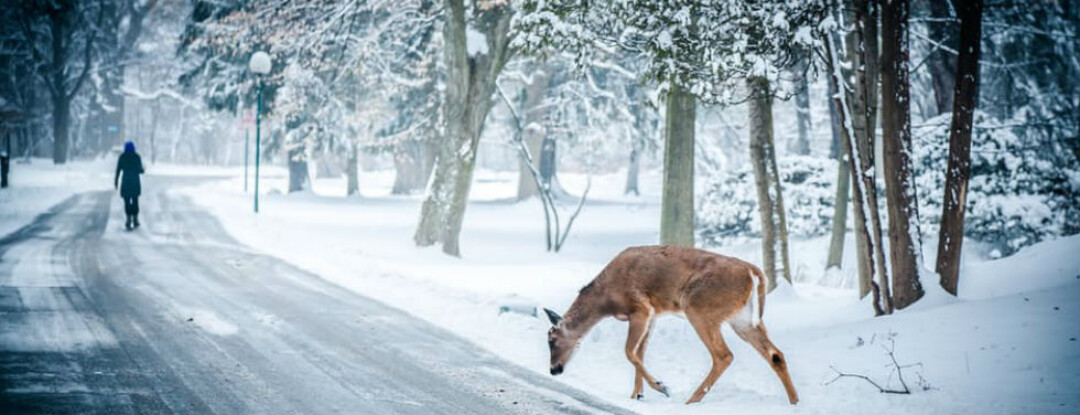 Witte Kerst? Vergeet het maar