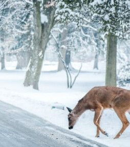 Witte Kerst? Vergeet het maar