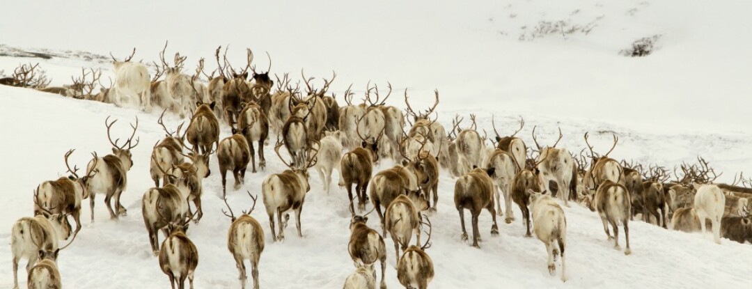 Ontdek de Europese wildernis in Les Saisons