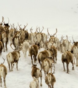 Ontdek de Europese wildernis in Les Saisons