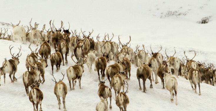 Ontdek de Europese wildernis in Les Saisons