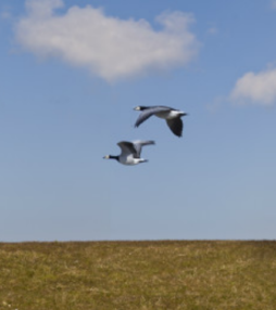 Jong talent op de Wadden