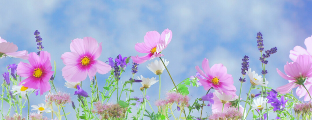 Beethoven zegt het met bloemen