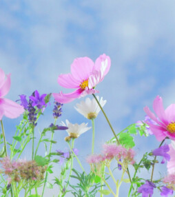 Beethoven zegt het met bloemen