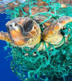 De mooiste foto’s van de wereld