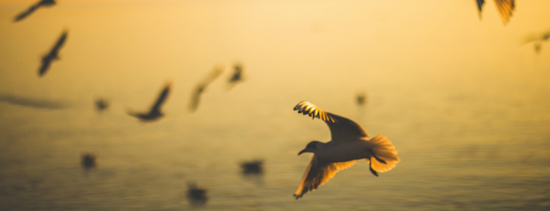 Vogels, vogels en nog eens vogels