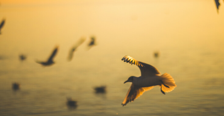 Vogels, vogels en nog eens vogels