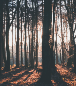 Bomen geven een concert