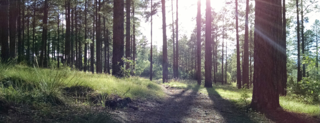 Shakespeare in het bos