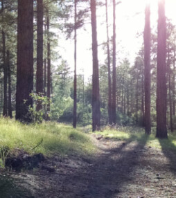 Shakespeare in het bos