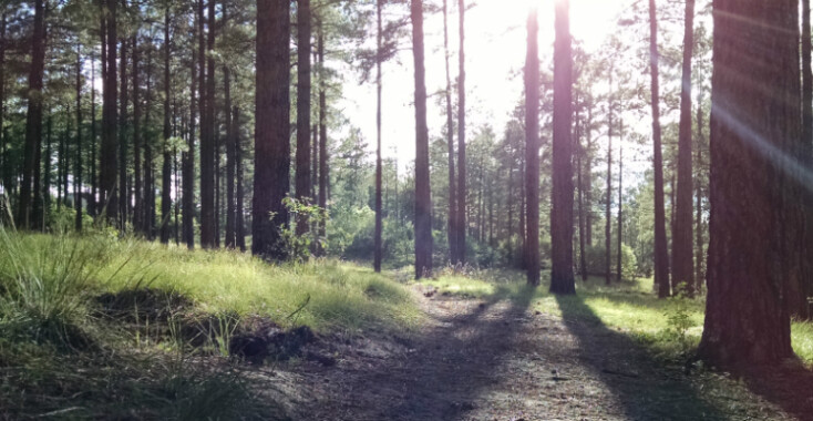 Shakespeare in het bos