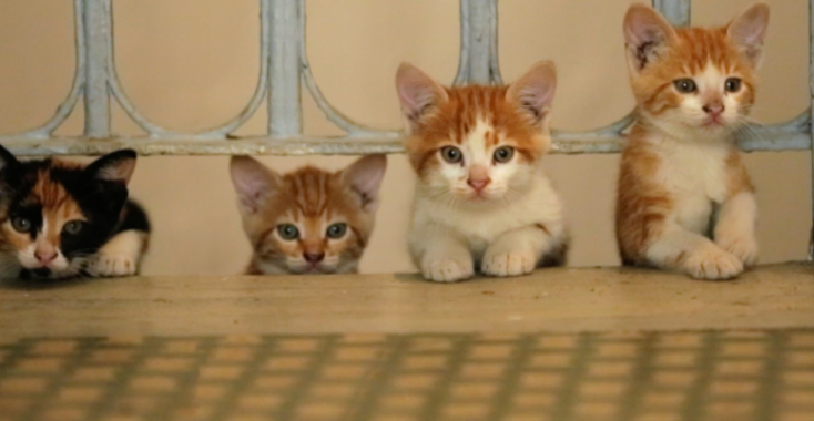 De katten van Istanboel