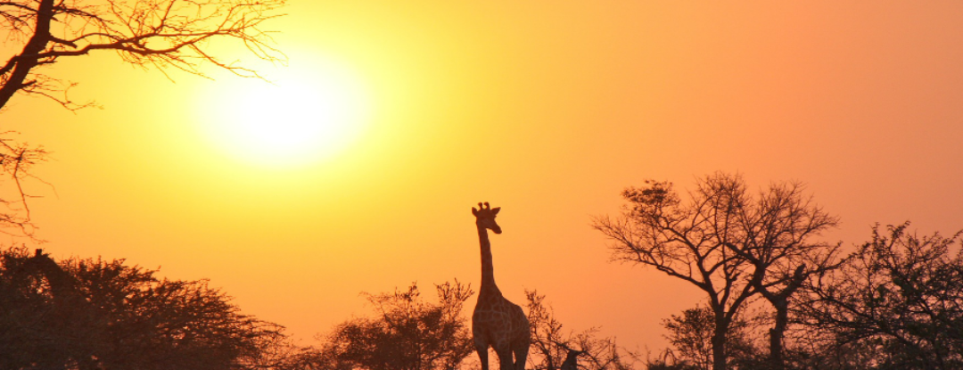 ‘Zambianen hebben het tevredenheidsgen’