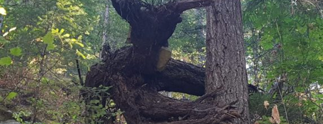 6 bijzondere bomen